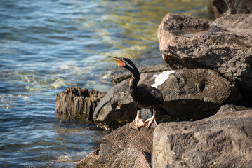 Australian darter (Anhinga novaehollandiae) sitting on the rocks on the banks of a river.