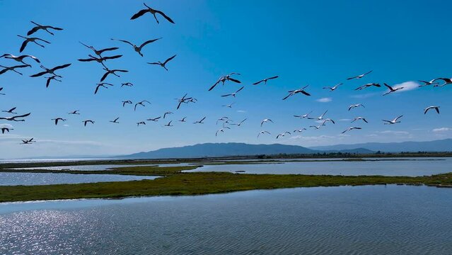 Flock of flamingos above the river Ebro, the delta region of the Ebro River in the southwest of the Province of Tarragona in the region of Catalonia in Spain