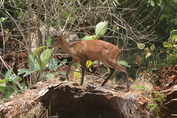 deer in the woods