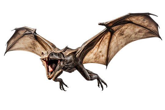 Pterodactyl Dinosaur Isolated