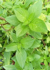 Fototapeta na wymiar mint leaves or Sweet Basil or Thai Basil