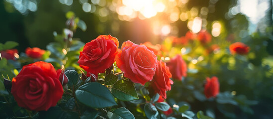 Red rose flower in the garden and sunlight with bokeh,Generative AI