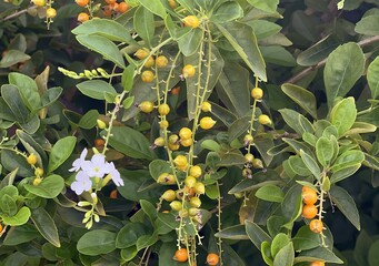 a tree with orange and yellow berries and a white flower..