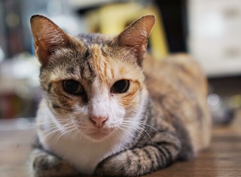 a cat laying on a table looking at the camera..