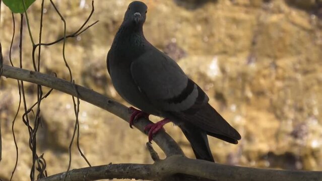 Columba livia rustica- Indian rock Peagon in the wild - HD - ProRes