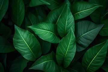 Tropical Leaves, Abstract Green Leaves Texture, Nature Background.