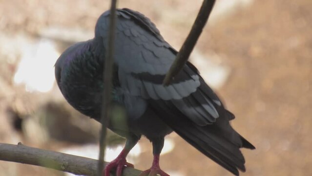 Columba livia rustica- Indian rock Peagon in the wild - HD - ProRes