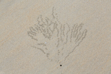 Patterns in the sand on Ninety Mile Beach made by tiny sand crabs rolling sand into miniature balls.  Western Australia.  