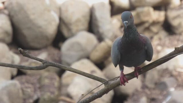Columba livia rustica- Indian rock Peagon in the wild - HD - ProRes