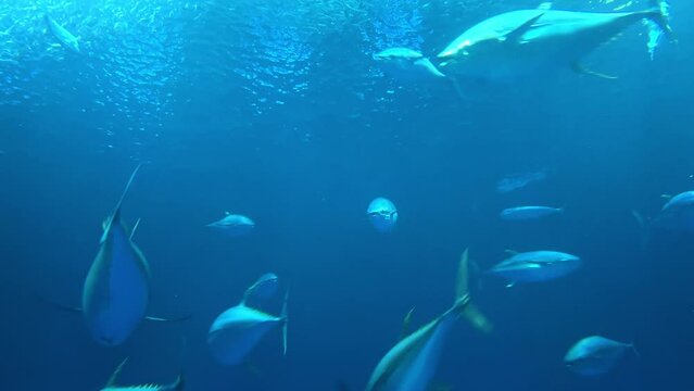 School of Fish in the Blue Abyss