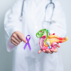 Doctor holding Purple ribbon with human Pancreas model for support Pancreatic cancer November...