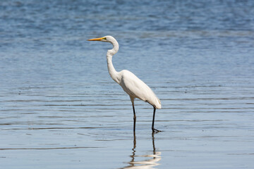 Great Egret wading shallow waters in search of prey, large wading bird common in most countries.