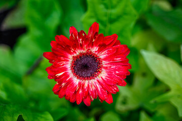 Closeup of cheerful bright red gerbera daisy blooming in a fall garden, as a nature background

