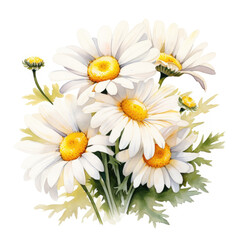 Watercolor illustration of Daisies