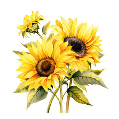Watercolor illustration of Sunflowers