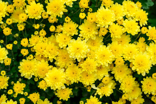 Closeup of cheerful bright yellow chrysanthemums blooming in a fall garden, as a nature background
