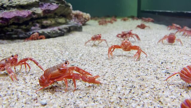 Seabed Stroll: Crayfish's Underwater Odyssey