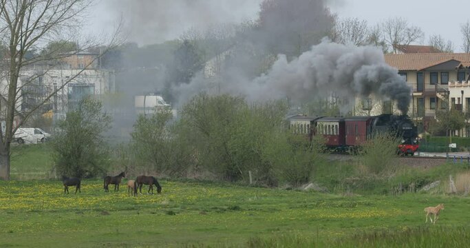 Molli steam train, Kuehlungsborn Ost, Mecklenburg-Western Pomerania, Germany, Europe