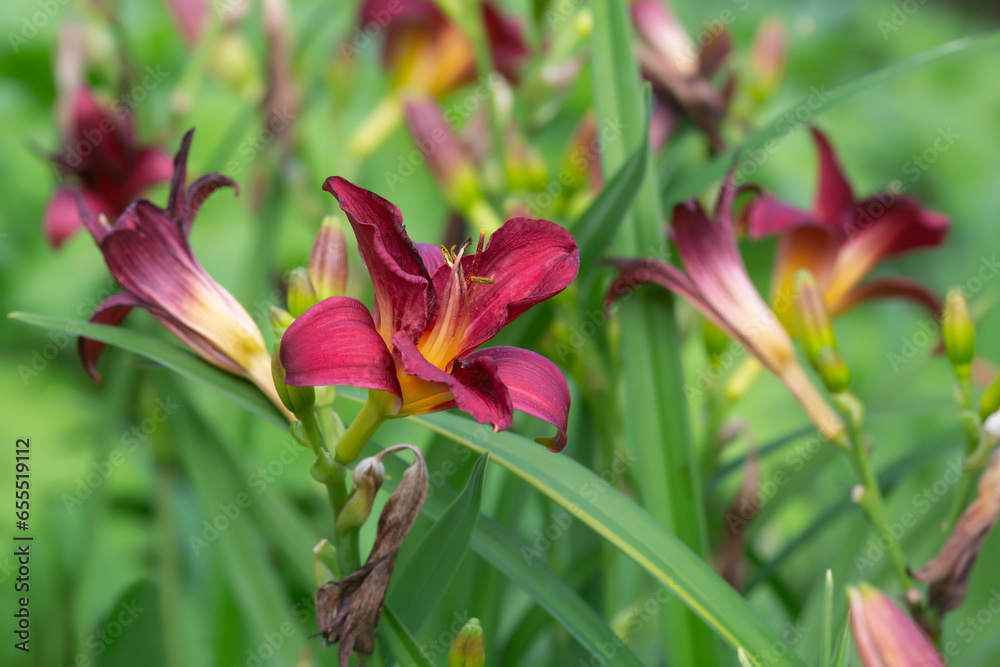 Wall mural Daylily, hemerocallis in bloom