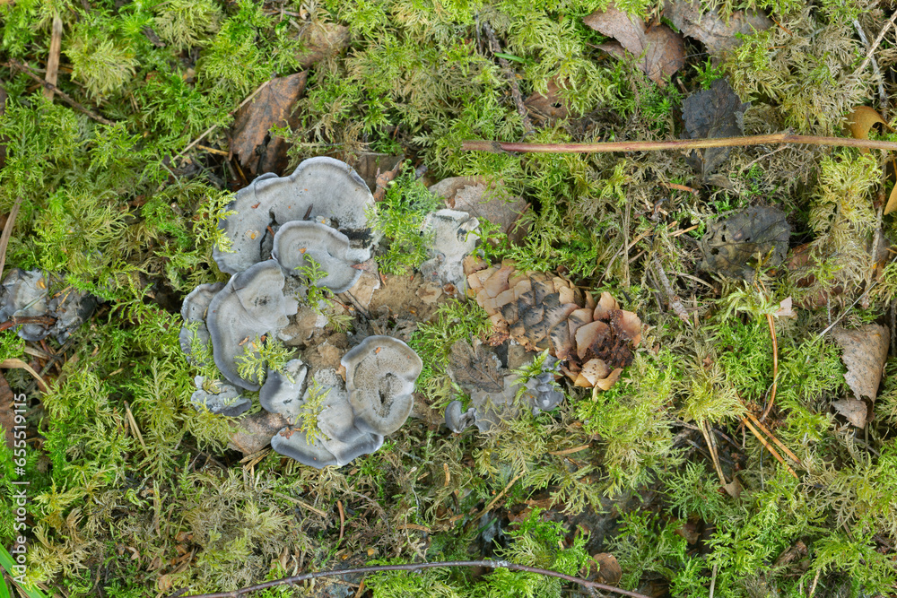 Sticker Black tooth fungus, Phellodon niger in natural environment