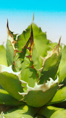 Close up of Titanita Agave for use as background or copy space