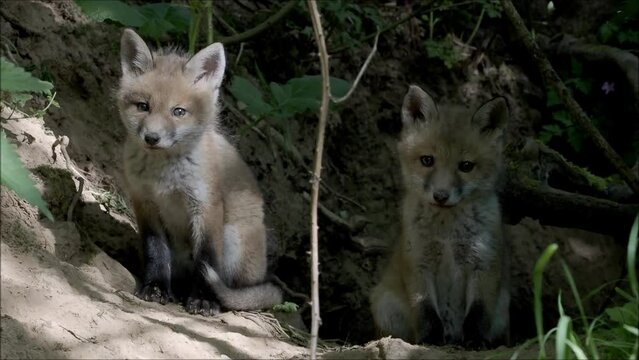 Red fox (Vulpes vulpes), pups in front of their den, Hesse, Germany, Europe