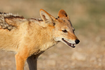 Portrait of a black-backed jackal (Canis mesomelas), Kalahari desert, South Africa.