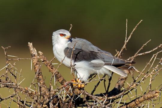 A black-shouldered kite (Elanus caeruleus) perched on a tree with prey, South Africa.