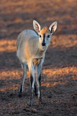A common duiker antelope (Sylvicapra grimmia) in natural habitat, South Africa.