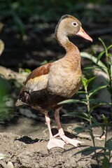 pato pisingo