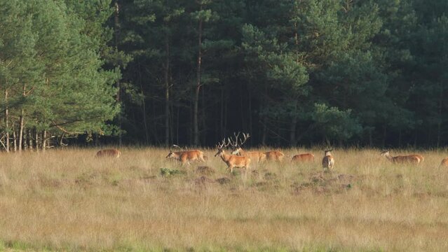 Herd of red deer walk and graze in grassy meadow on forest edge, Hoge Veluwe