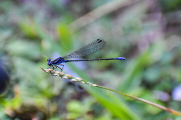 blue dragonfly on a leaf