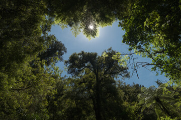 Looking up at the sky through the forest