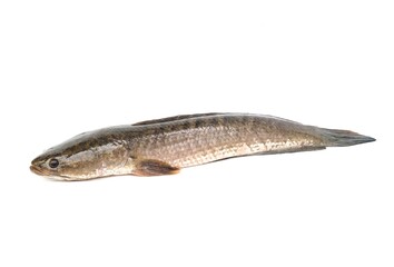 Large, fresh, not dead snakehead fish placed isolated on a white background.