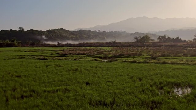 Misty Aquatic Meadow In Subic