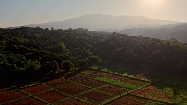 Drone Over Agricultural Farmlands With Lush Forest