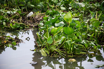 Aquatic plant native Pontederia Eichhornia crassipes or common water hyacinth and garbage floating and flowing on surface water of Tha Chin river at Tha Chalom Mahachai city in Samut Sakhon, Thailand