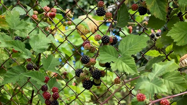 Blackberry bush with ripe and unripe fruit growing in garden on fence, tilt up