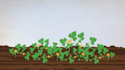 Vector Watermelon develops in its early stages in the fields