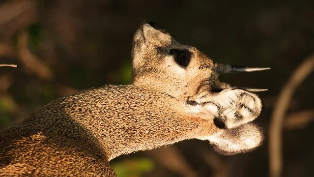 Head Of Male Klipspringer with Spiky Horns In Africa. - close up, vertical