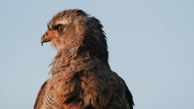Golden Eagle Looking Around In Its Habitat During Sunset In Africa. - close up
