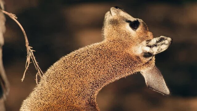Vertical View Of Head Of Female Klipspringer Chewing Food.
