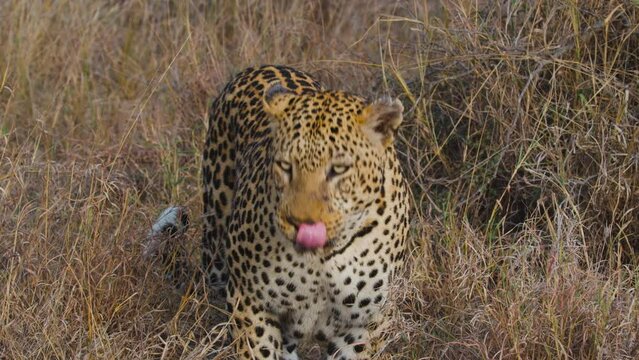 Closeup of Hungry African Leopard Sniffing Food In The Plains In Africa.