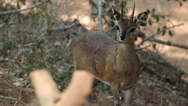 Male Klipspringer Looking Afar While Standing In The Savannah In Africa. - wide