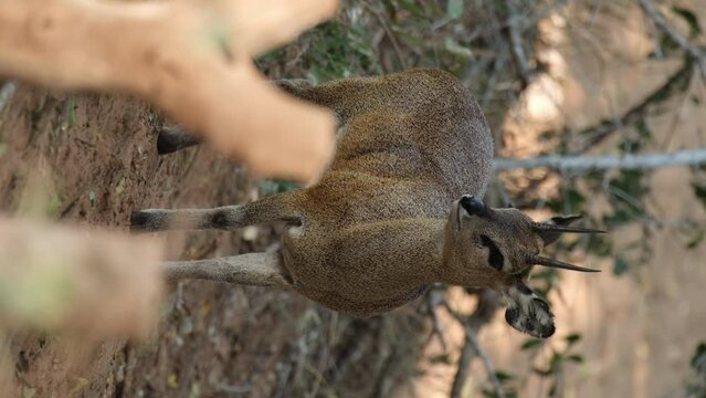 Vertical View Of Male Klipspringer Looking In The Wilderness Of Africa.