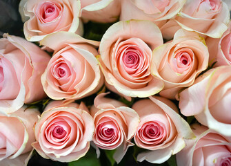 bouquet of pink roses as design background
