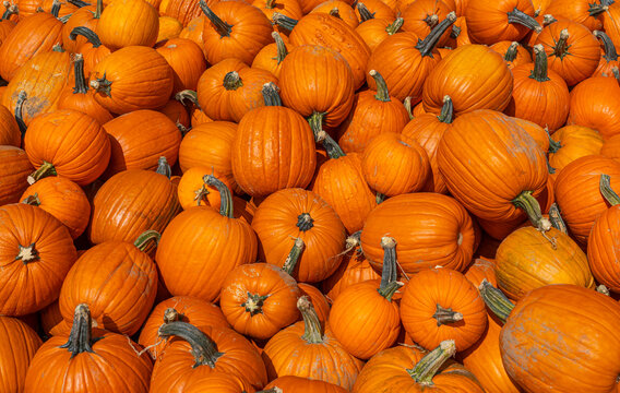 pumpkin harvest in pile in autumn season