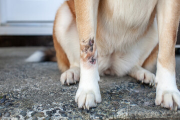 A close up view of a hot spot healing on the front paw of a dog. The skin has healed over, and fur...