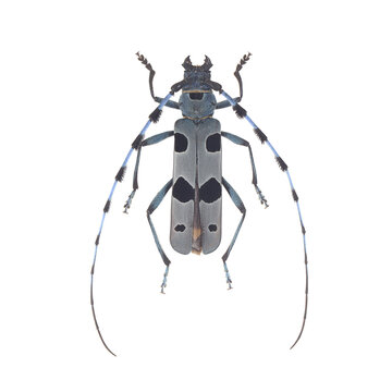 Alpine longhorn beetle, Rosalia alpina isolated on white background