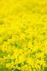 群生する黄緑のぷっくりした多肉植物のセダムの一面の星型の黄色い花の背景素材、縦